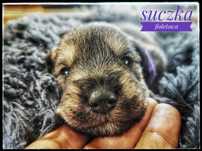 Sznaucer miniaturowy - suczka pieprz i sól
