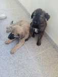 Cachorrinhos Serras da Estrela