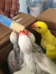 Ringneck/ Agapones criados a mão papa de criação