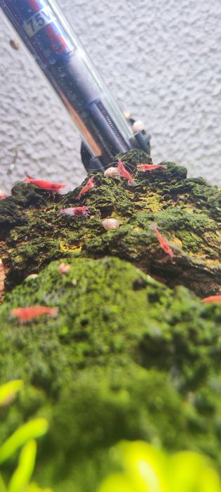 Camarões Red Cherry (Neocaridina davidi) – Cores intensas e saudáveis