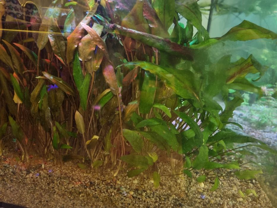 Zwartka zielona brązowa cryptokoryne rośliny akwariowe