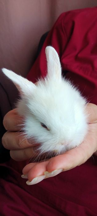 Білий ангорський декоративний кролик