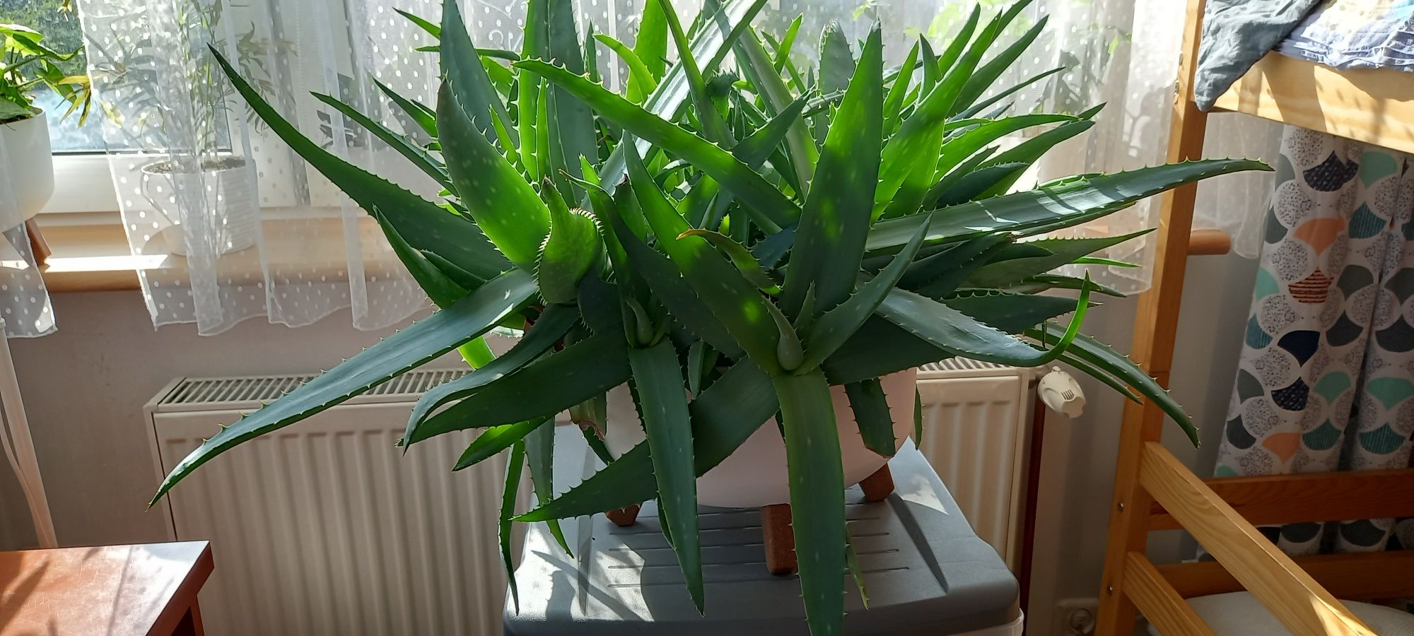 Aloes kwiat wewnętrzny