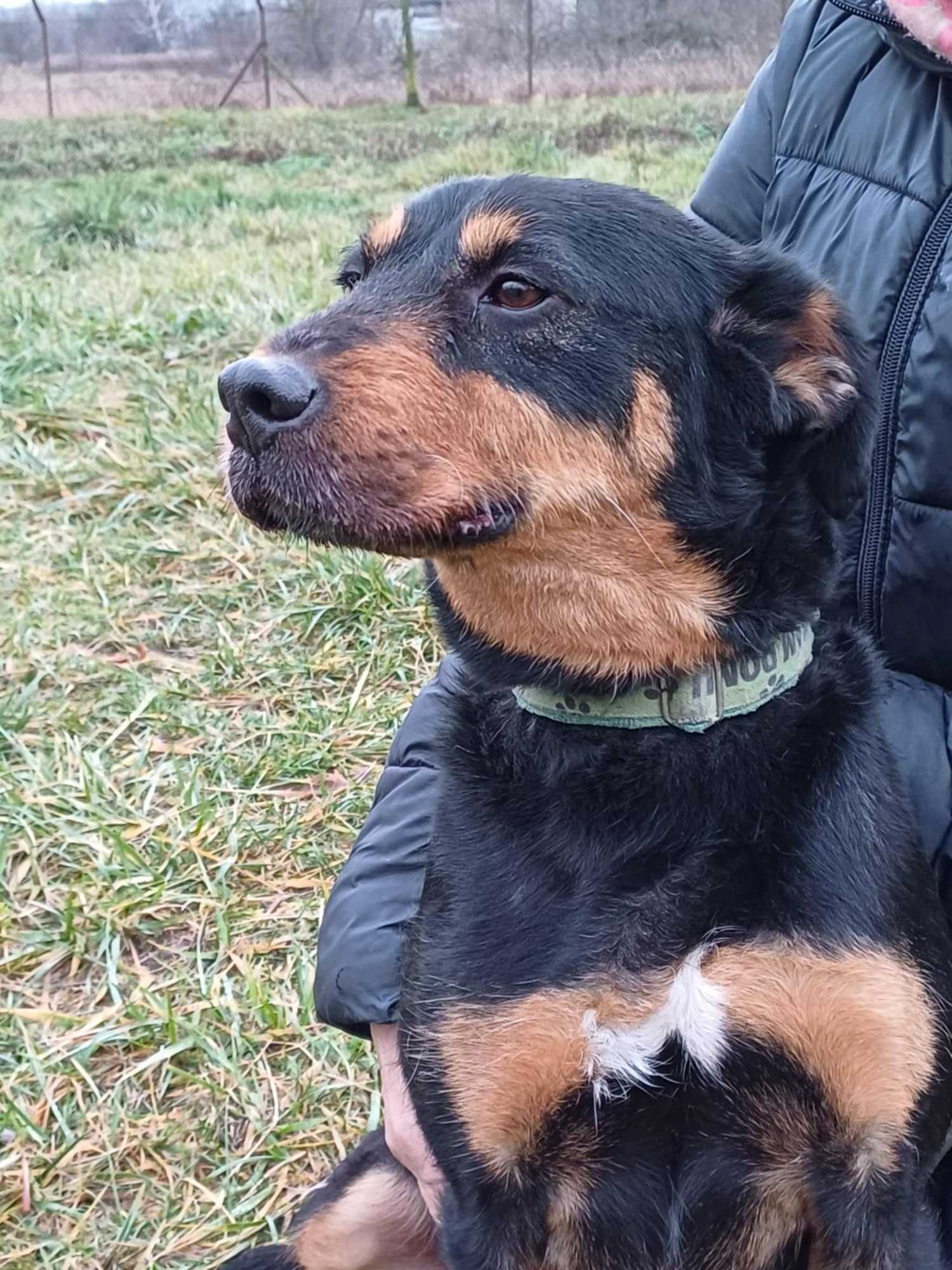 Miki terier w typie teriera pies piesek szuka domu