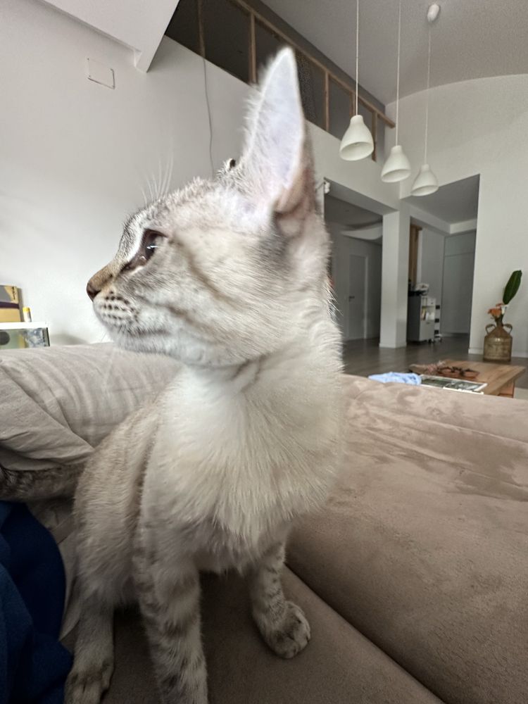 Quer viajar e não quer deixar seu caozinho ou gatinho sozino?
