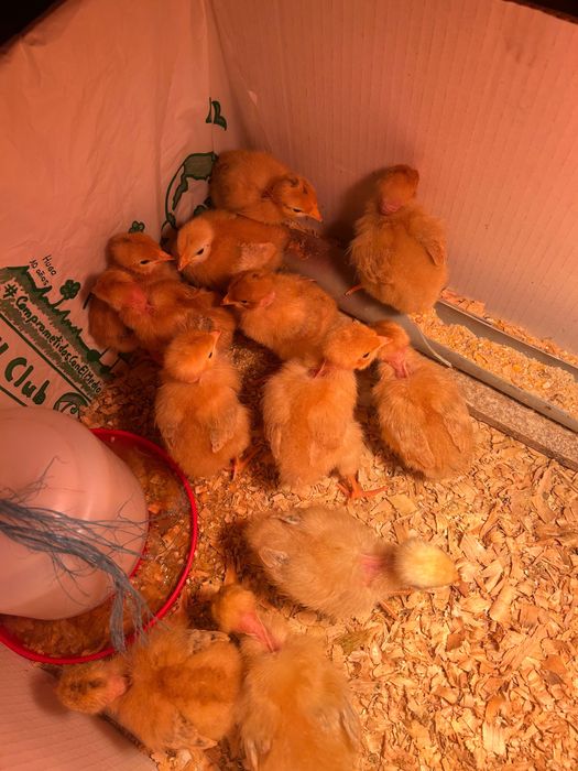 Pitos frangos de 7 dia