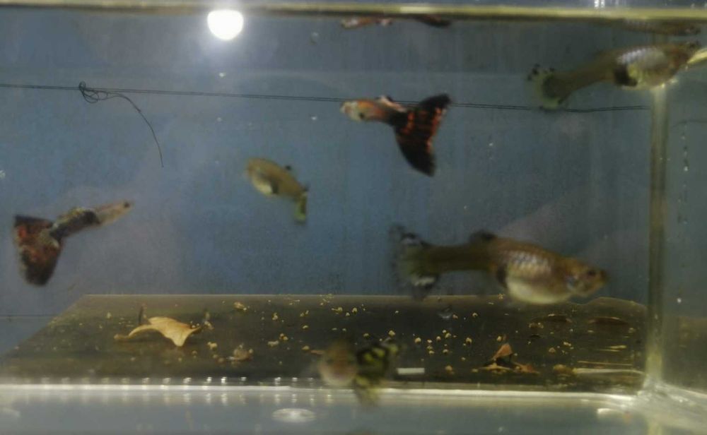 Guppy  2 Machos e 4 Fêmeas  5€