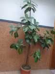 Planta da borracha