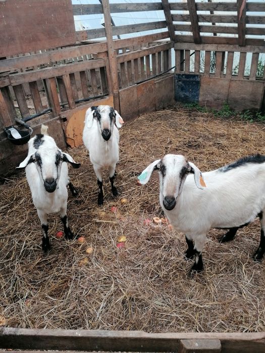 Cabras raça serpentina