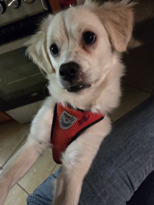 Pies maltańczyk shih-tzu