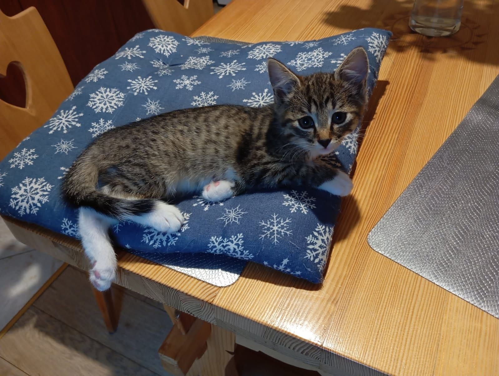 Do adopcji 2 kotki i 3 kocurki po długowłosej matce