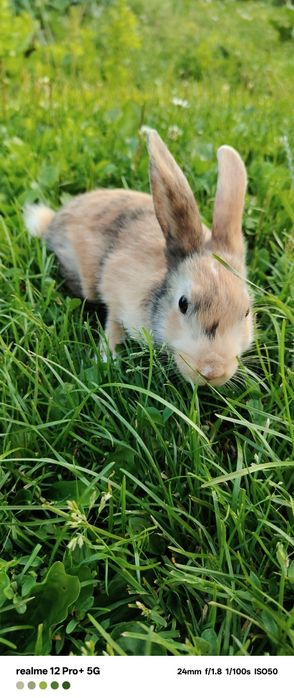 Sprzedam cztery króliki miniaturki