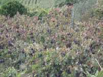 uvas pretas para vinho