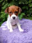 ZUZA Jack Russell Terrier FCI