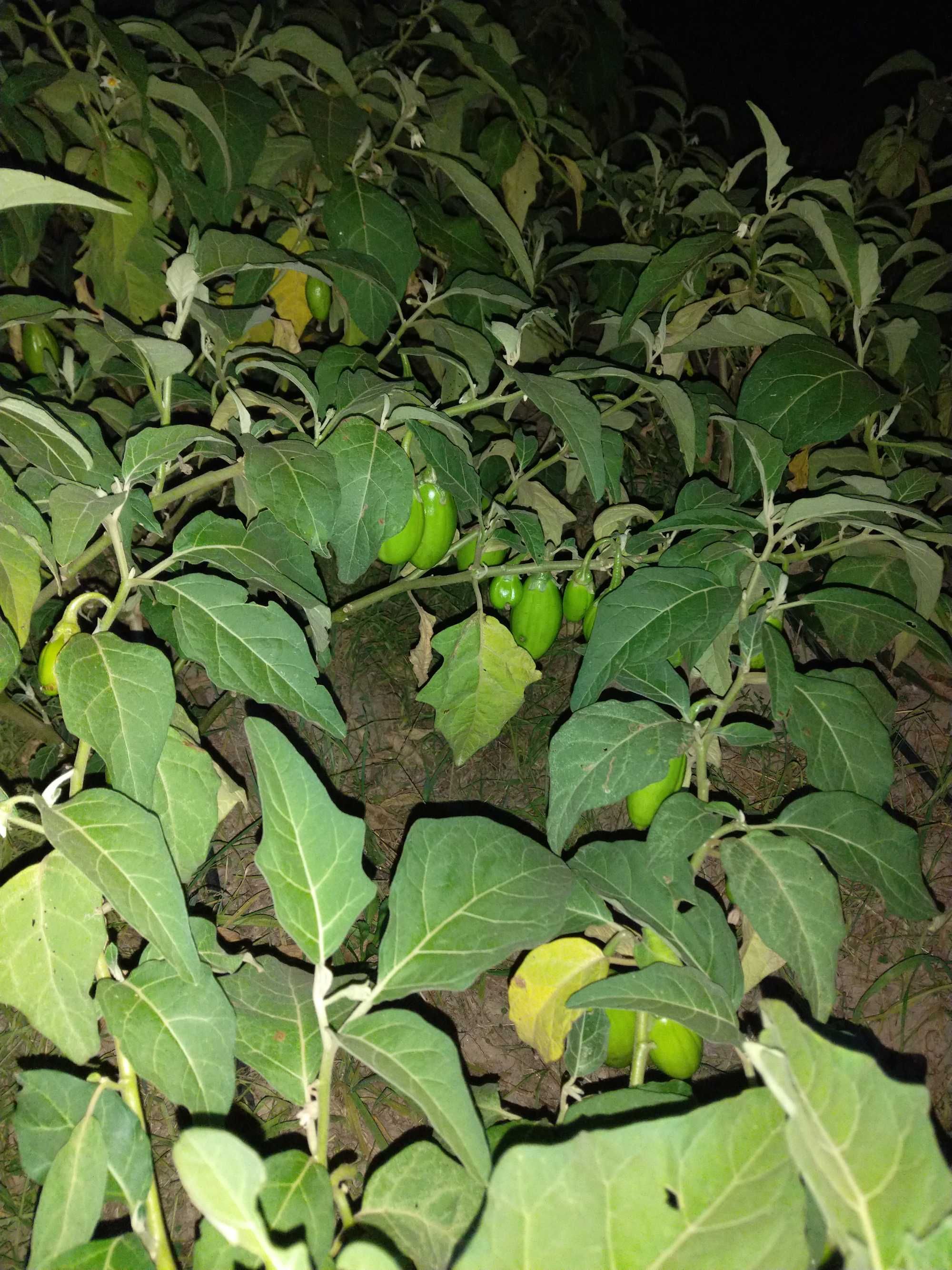 Pimenta várias variedades