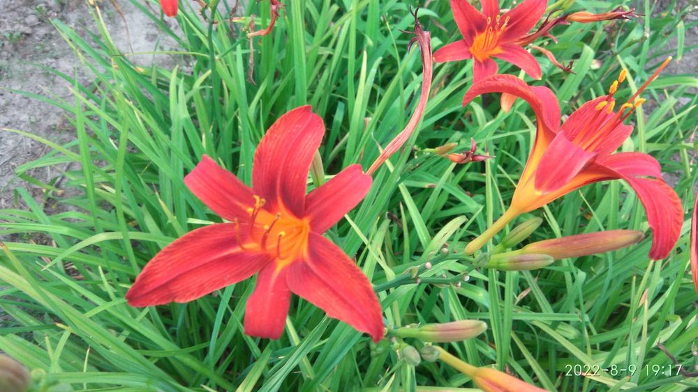 лилейники, колокольчики  карпатский и персиколистный, лаванда