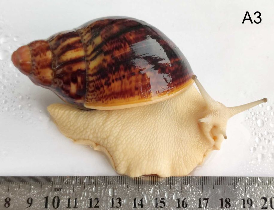 Равлики Архахатіна Сутураліс (акромеланік)