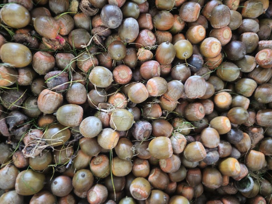 Sprzedam Żołędzie