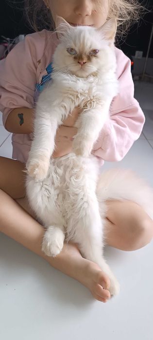 Kot perski kocur oddam