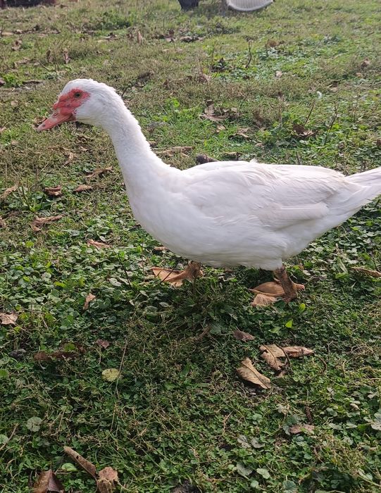 Młody kaczor francuski