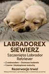 Labrador Retriever. Szczenięta czarne i biszkoptowe z rodowodem