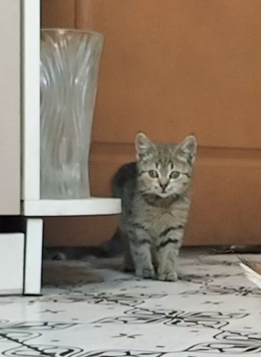 Шотландская Мини кошечка 3,5 мес. Мама шоколадное золото