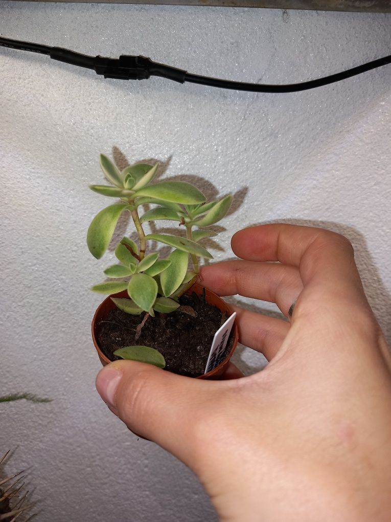 Vendo suculentas variegatas