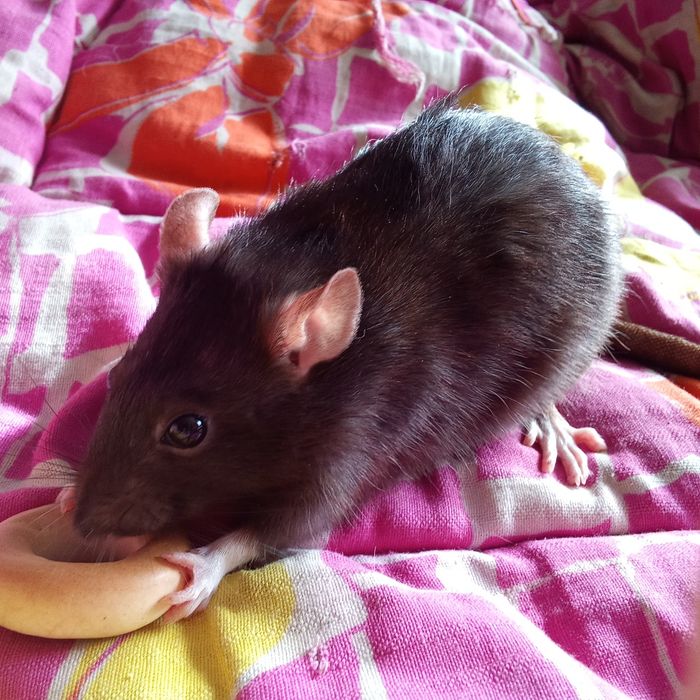 Ручні ірландські щурики