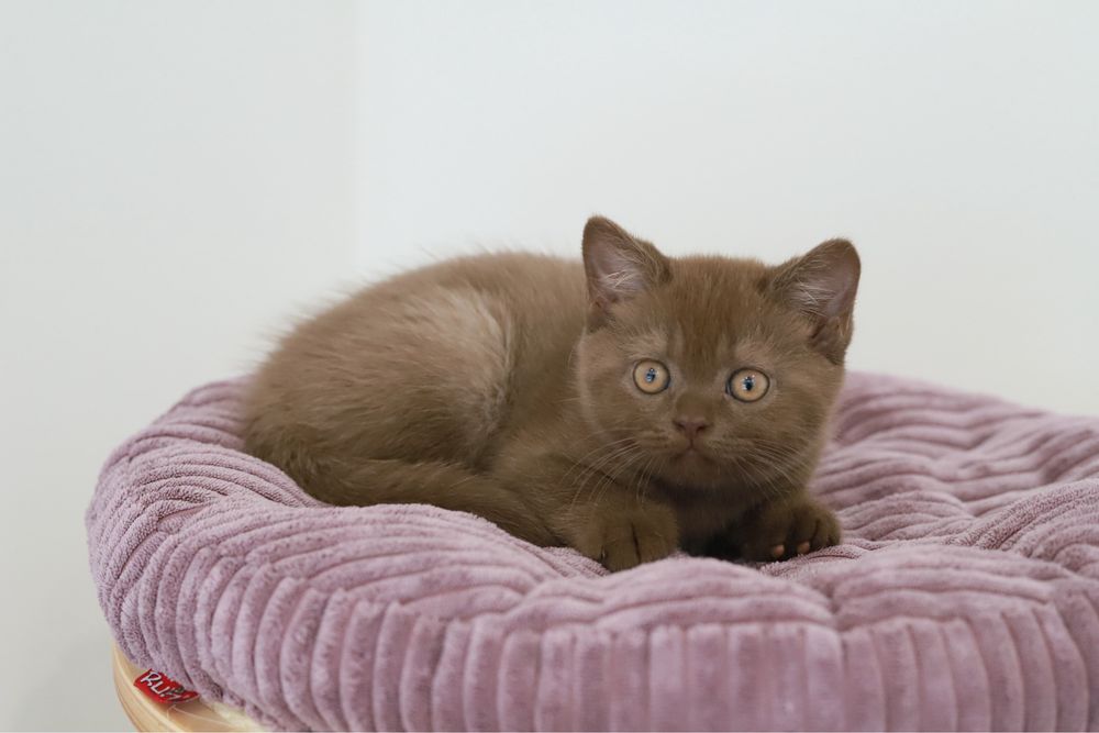 Macho British Shorthair com LOP