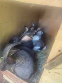Młode króliczki po srokaczu