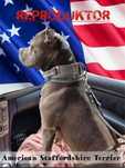 Reproduktor Amstaff Blue krycie American Staffordshire Terrier