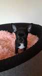 Chihuahua czarna krótkowłosa