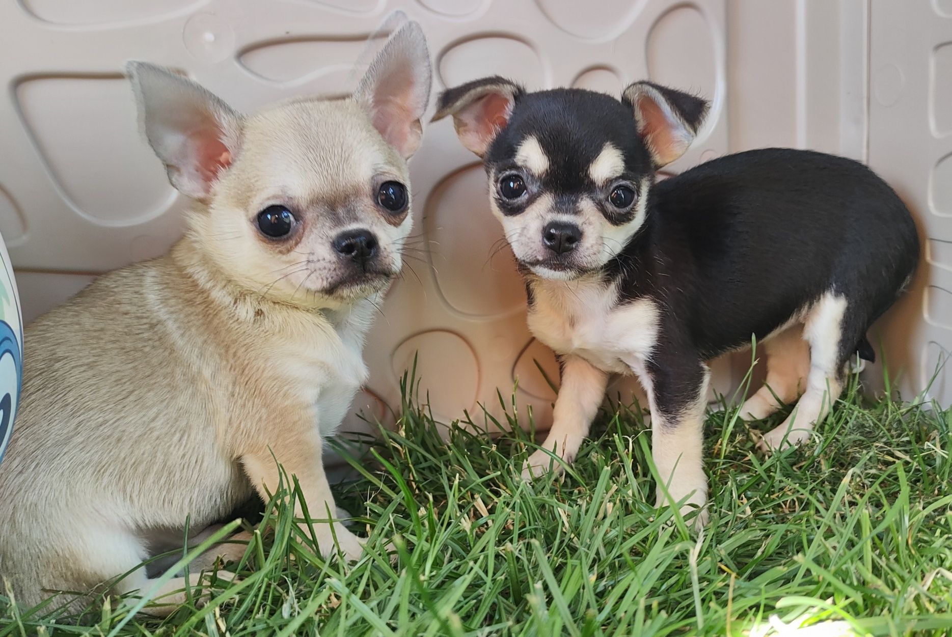 Chihuahua beżowy piesek kdótkowłosy