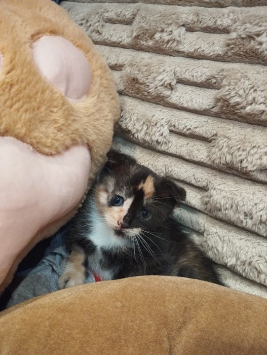 Кішечки БЕЗКОШТОВНО! В добрі руки)