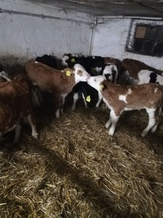 Cieleta Byczki Jałówki Mięsne