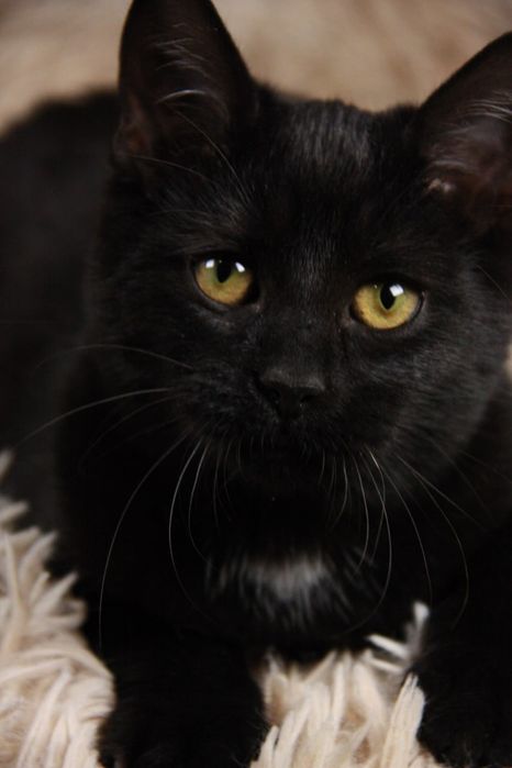 Кошеня Ремі, 5 міс