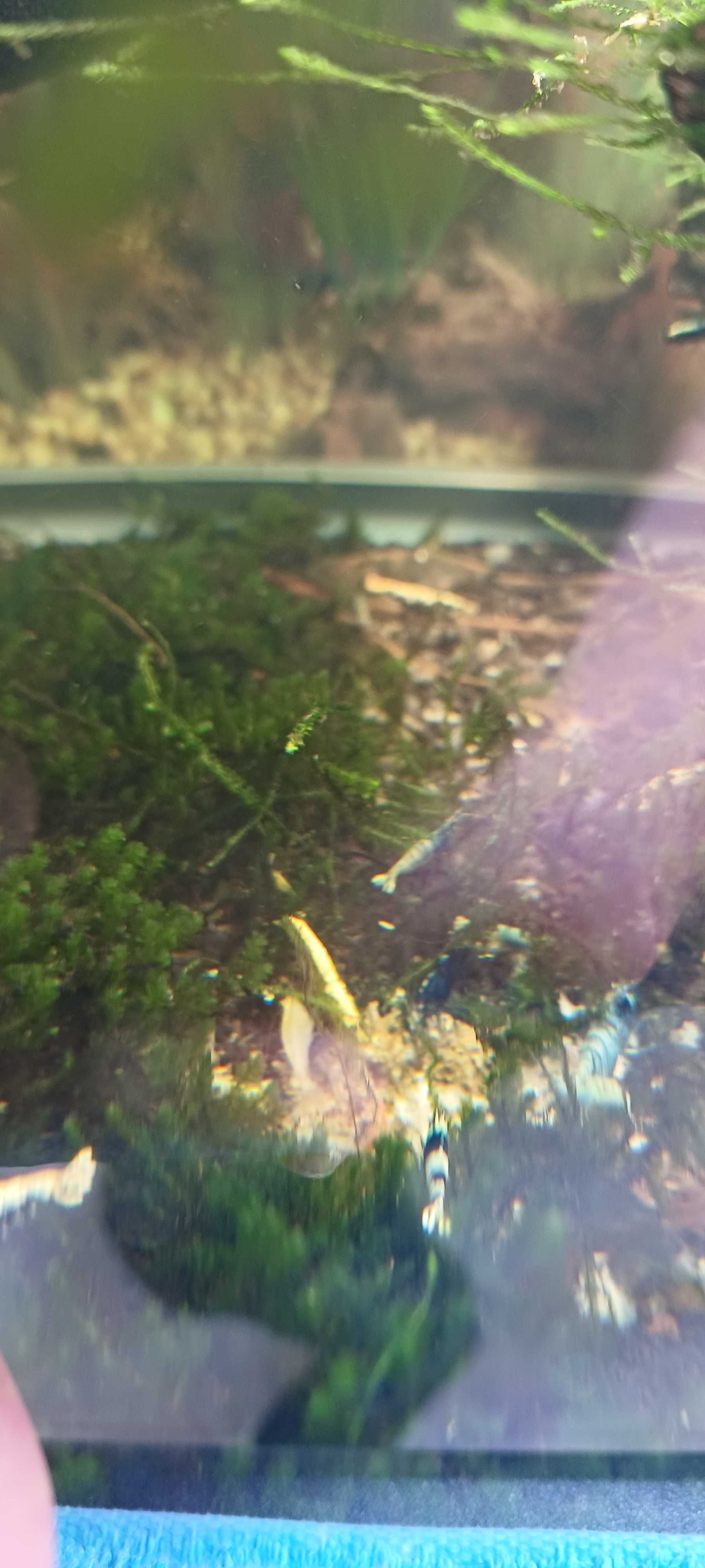 10€ - 20uni.  Yellow GoldBack Camarões Neocaridinas
