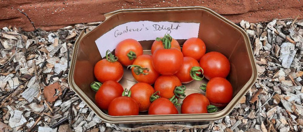 pomidor Gardener's Delight nasiona kolekcjonerskie
