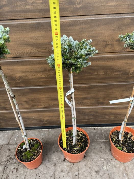Ялиця Icebreaker (abies), ялина (picea) Glauca Globosa Inversa Tenas