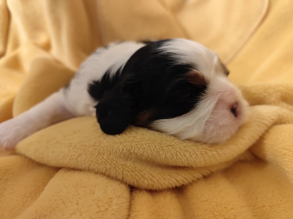 Cavalier King Charles Spaniel piesek samczyk tricolor