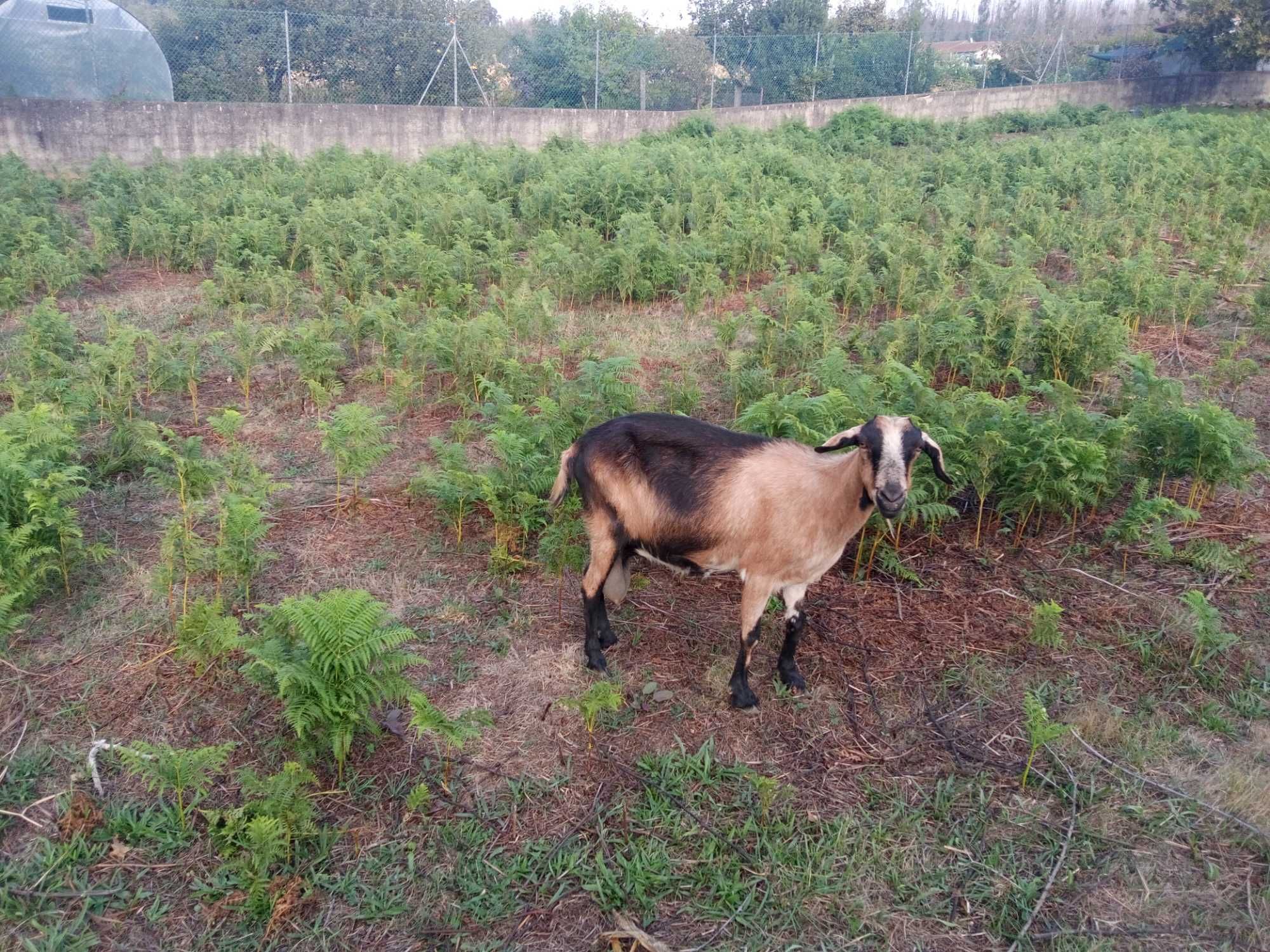 Vendo borrega e cabra