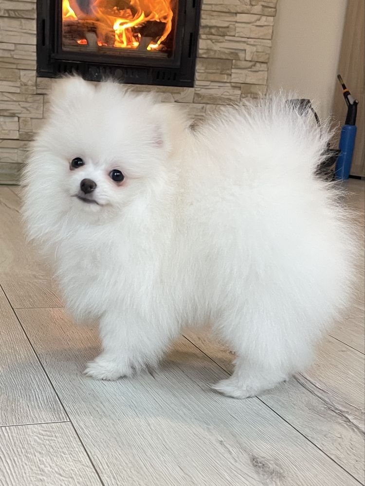 Pomeranian Szpic Miniaturowy Biały FCI ZKwP