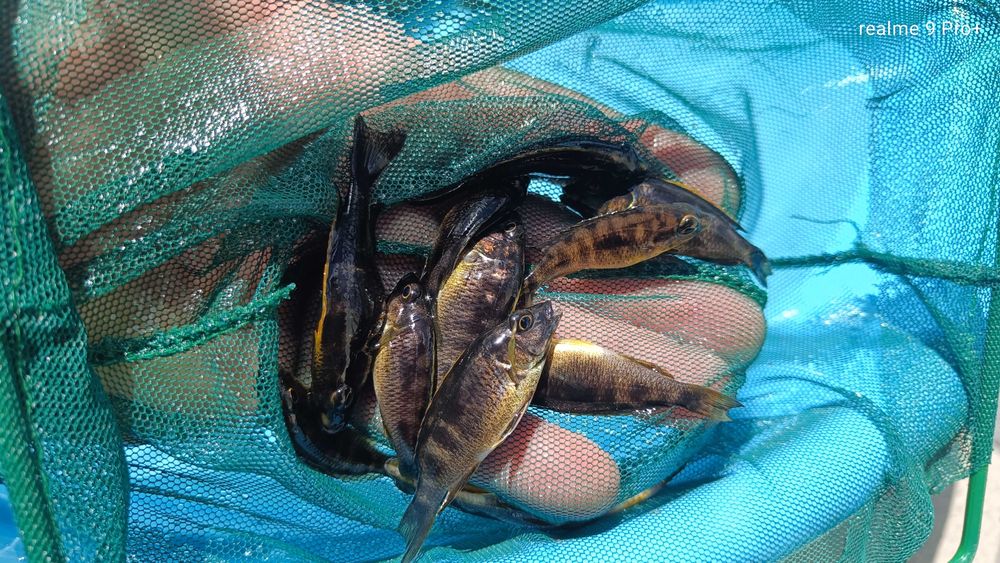 Otopharynx black orange dorsal