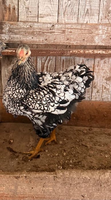 Galinha wayandotte 2025