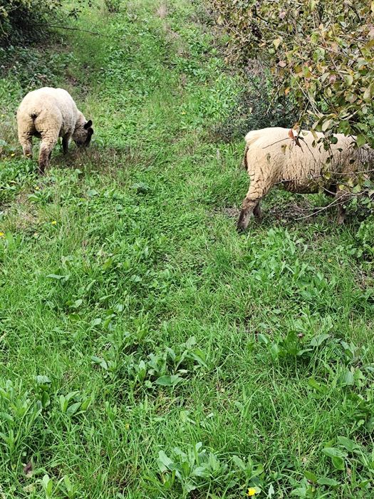 Ovelhas cruzadas suffolk e carneiro puro
