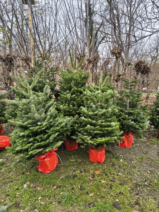 Choinki jodły w doniczce 150cm dostawa Puławska 416