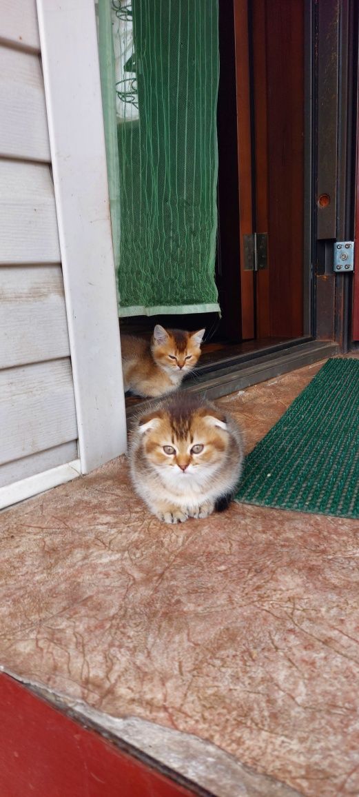Шотландские вислоухие,  прямоухие котята