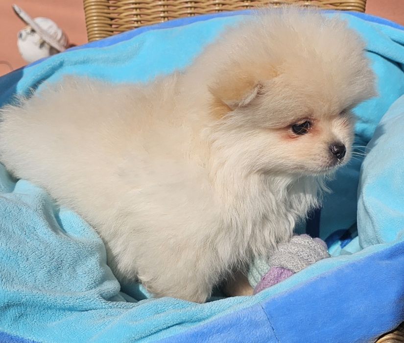 Spitz macho pequenino