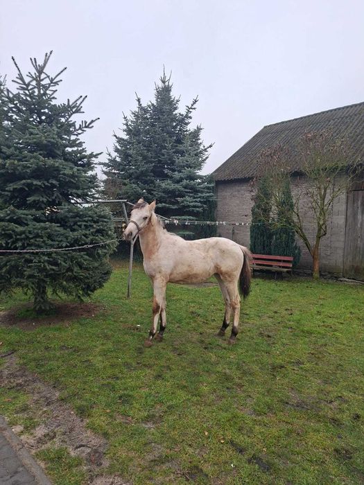 Sprzedam klaczkę po tarantach