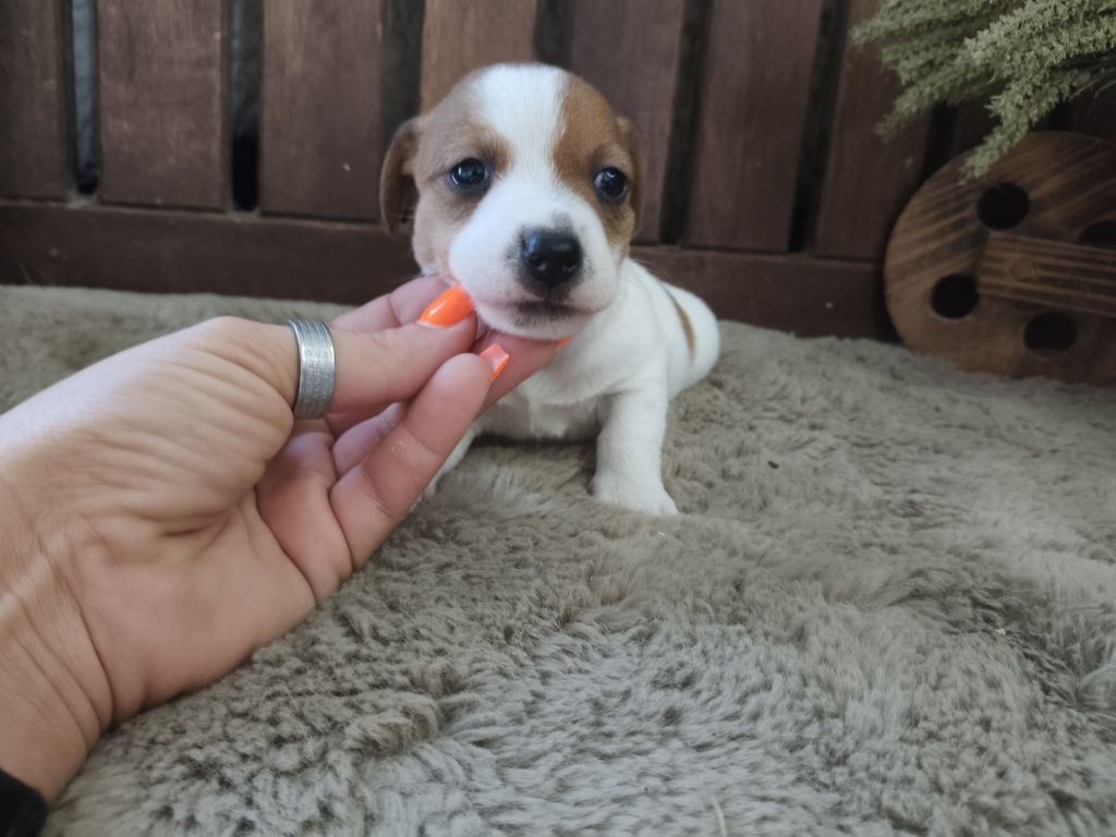 Jack Russel Terrier macho